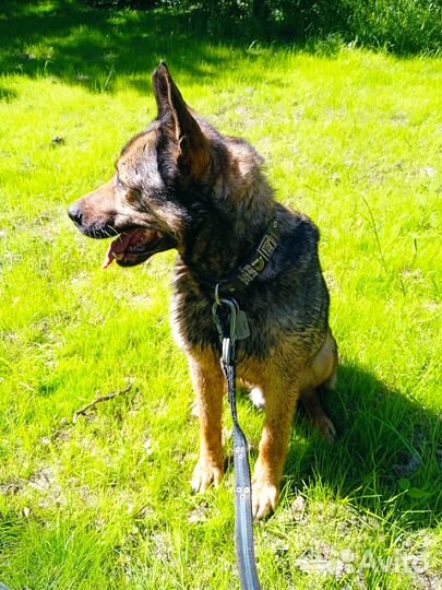 Обаятельный улыбашка Уильям ищет дом