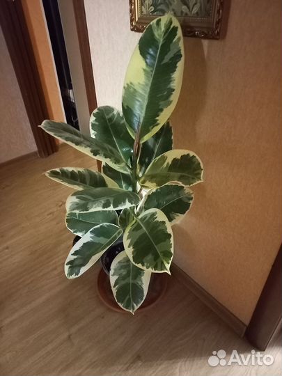 Фикус каучуконосный большой