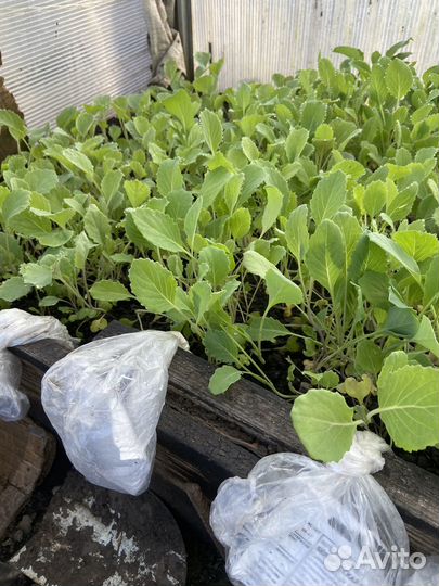 Рассада помидор и перцев