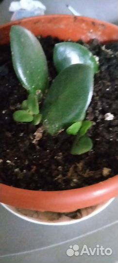 Толстянка(денежное дерево)