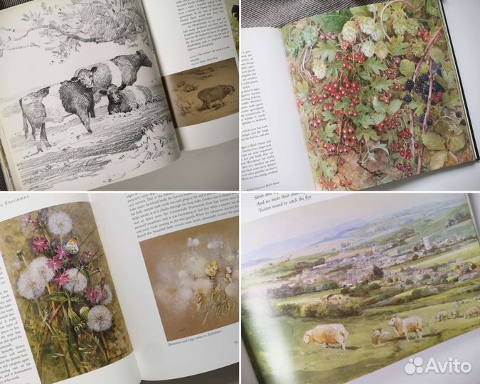 Винтажная книга о природе Англия