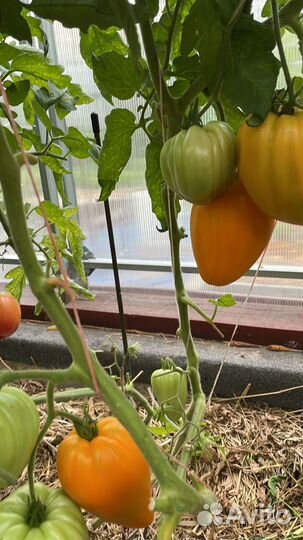 Семена помидоров