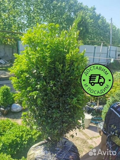 Самшит куст