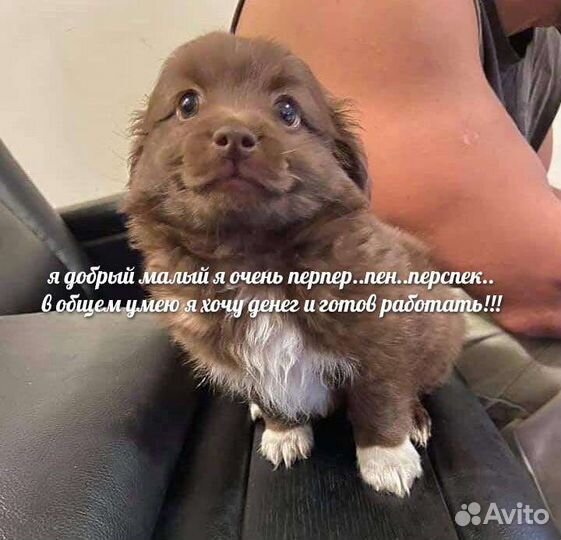 Работа для студентов