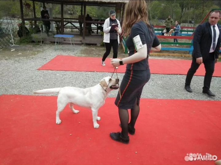 Вязка лабрадор