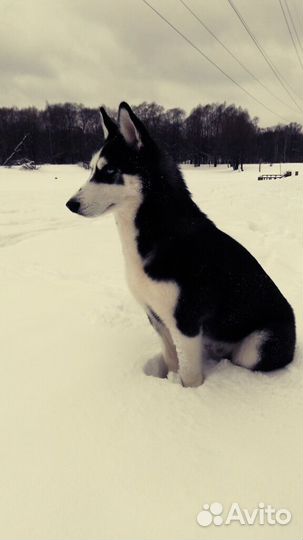 Сибирский хаски вязка