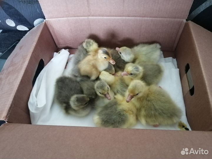 Гусята цыплята утята