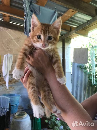 Котята в добрые руки, бесплатно