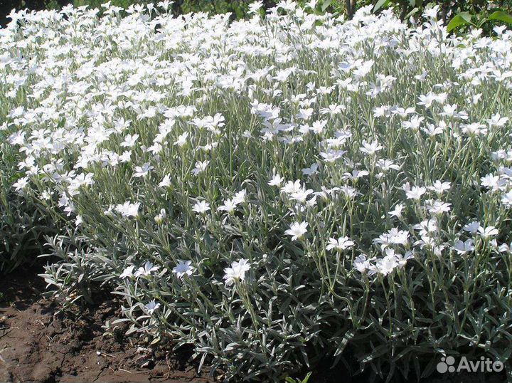 Ясколько белоснежная почва покрывная