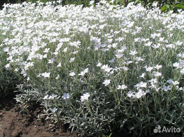 Ясколько белоснежная почва покрывная