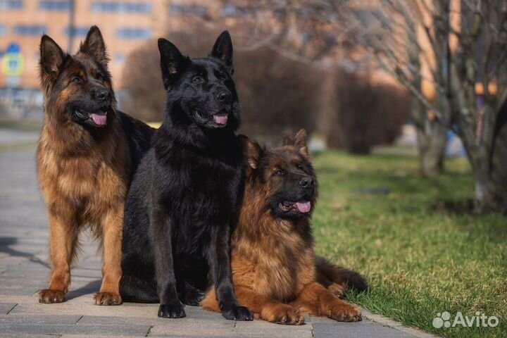 Немецкая овчарка длинношерстник