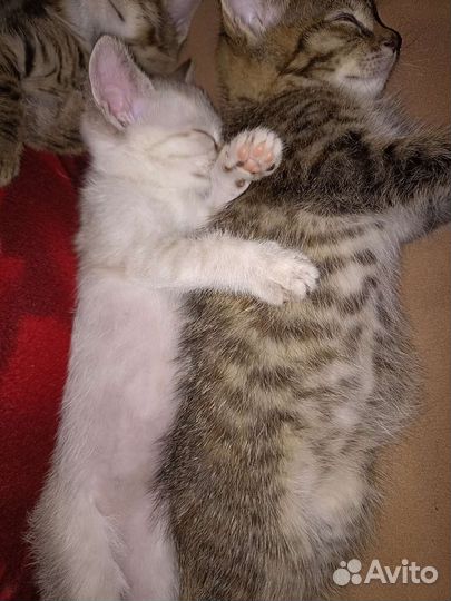 Кошки в добрые руки