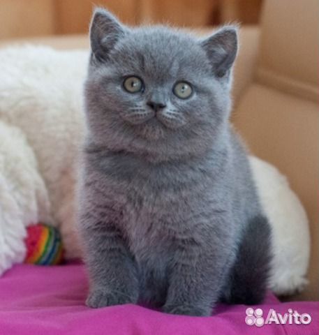 Британские котята