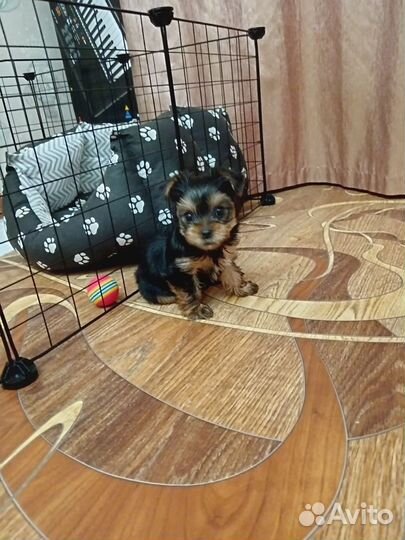 Йоркширский терьер девочка