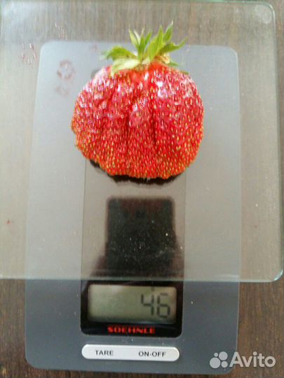 Сортовая клубника: азия; клери; хоней, брилла и др