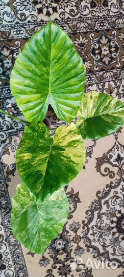 Алоказии, Клубни алоказий