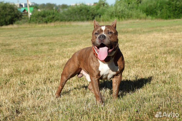 Американский булли (вязка)