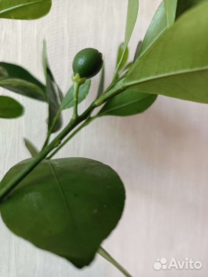 Цитрусовые растения