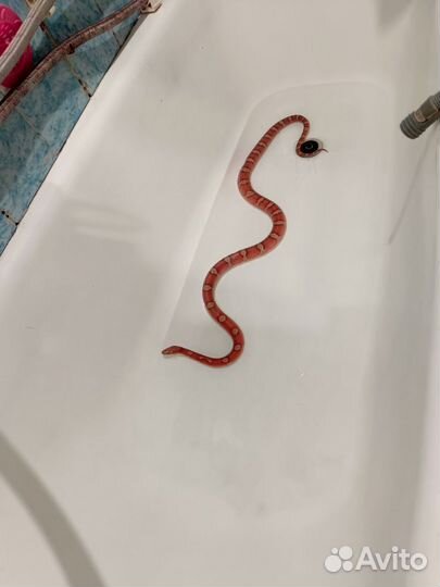 Змея маисовый полоз