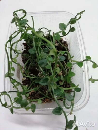 Супер мини монстера