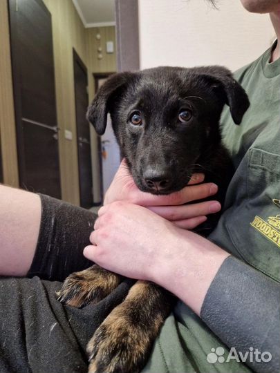 Добрый щенок