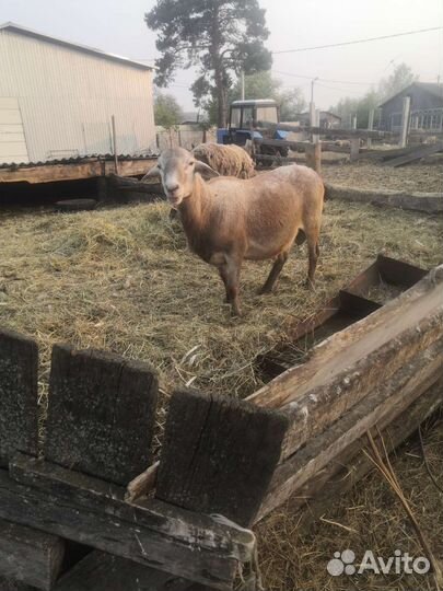 Катумские бараны, овцы, быки