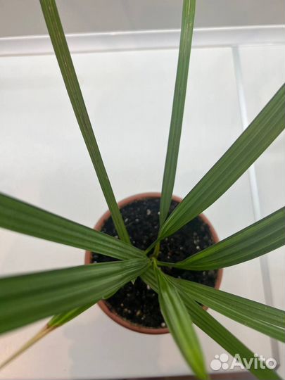 Пальма домашняя