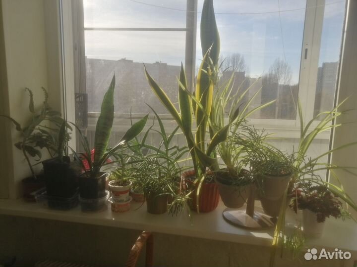 Сансевиерия