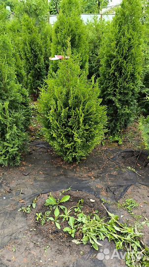 Туя западная брабант