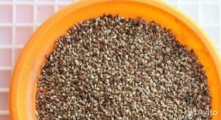 Семена ели обыкновенной