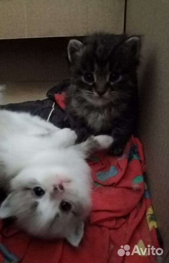 Сиамские котята