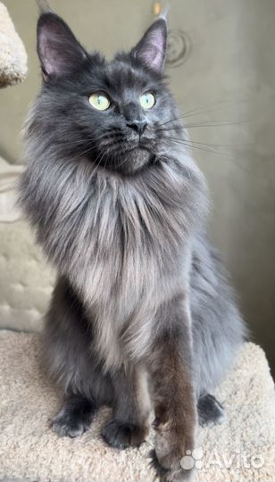 Кошки мейн-кун