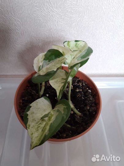 Эпипремнум