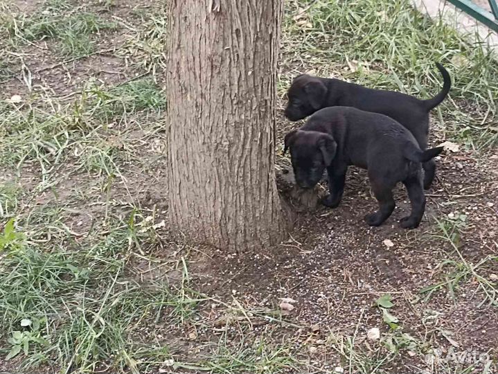 Щенки пидбуля