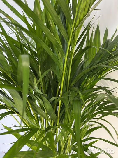 Арека Хризалидокарпус 19/110