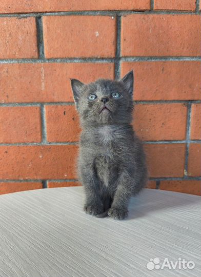 Котенок 1.5 месяца