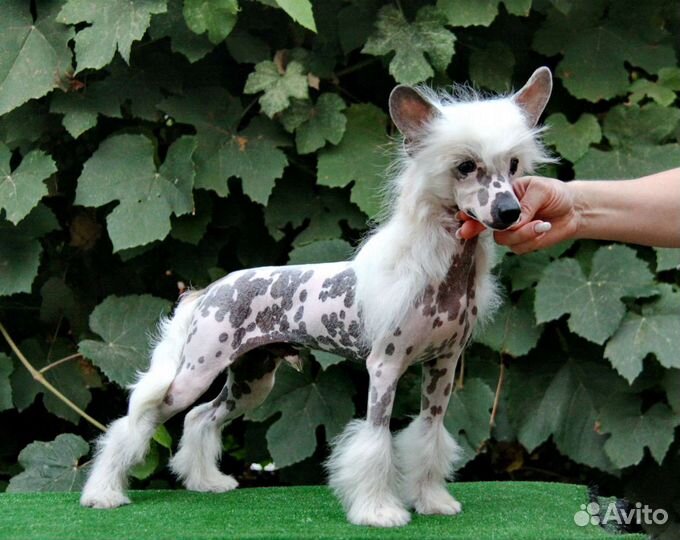 Шикарный щенок китайской хохлатой