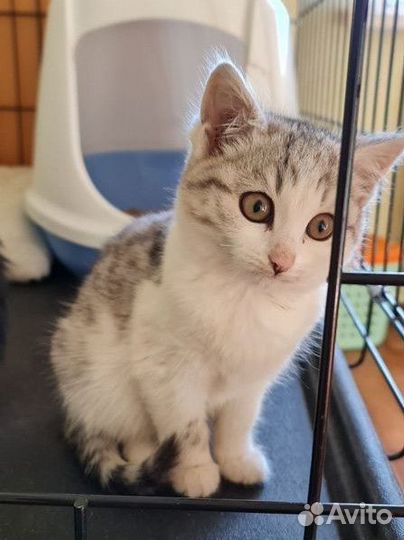 Котёнок 1.5 месяца