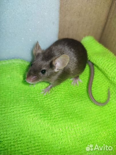 Декоративные мыши