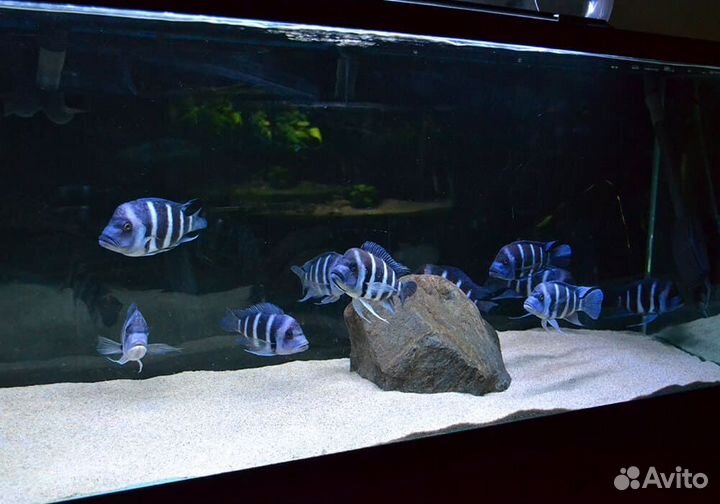 Цифотиляпия Фронтоза блю заир Моба