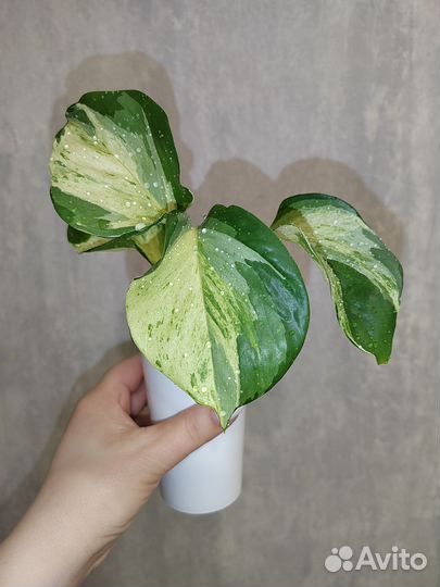 Сциндапсусы сортовые