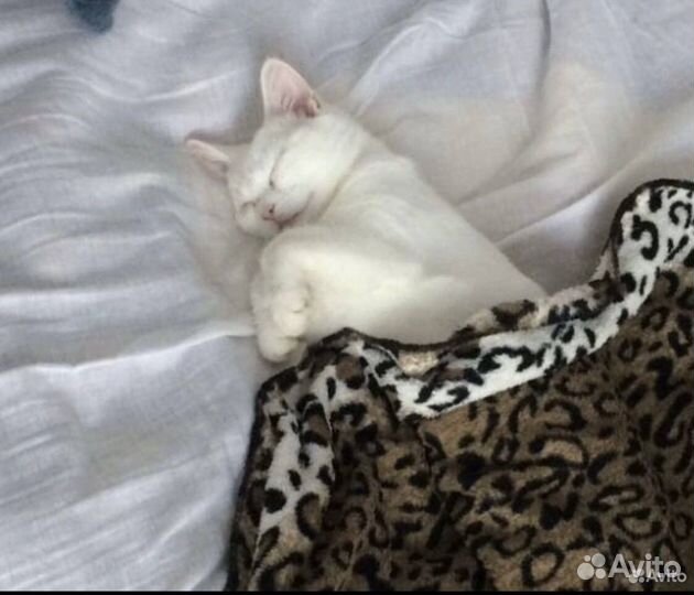 Стерилизация кошек