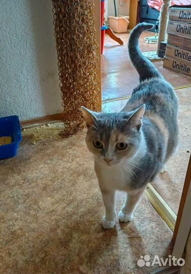 Трёхцветная кошечка ищет любящую семью