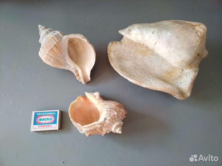 Морские ракушки