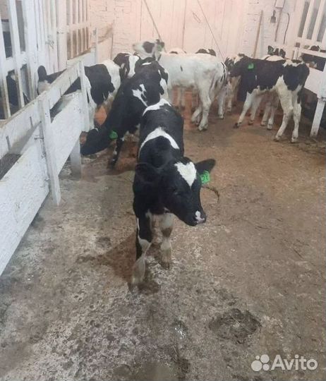 Бычки, телята на корм