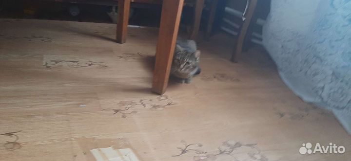 Кошка в дар бесплатно