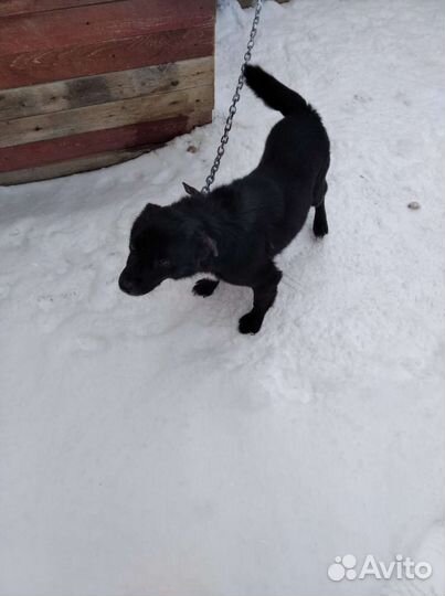 Маленькая собака в добрые руки бесплатно