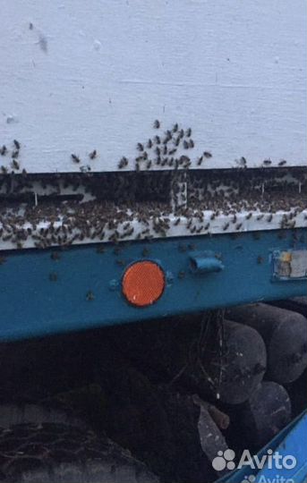 Пчелопавельон пчёлы