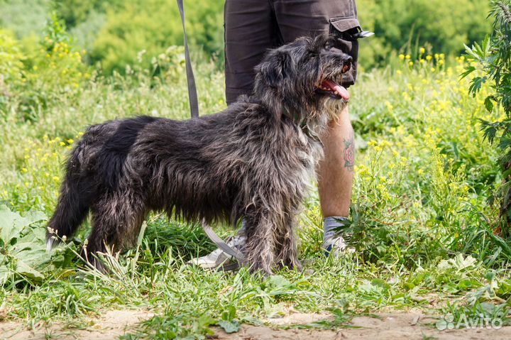 Миниатюрный терьер Граф бородатик в добрые руки