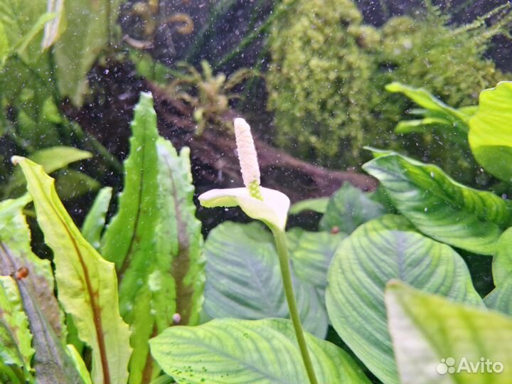 Лимонник, пистия, валиснерия спиральная